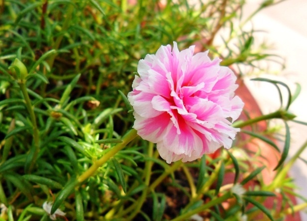 10 loài hoa phù hợp nhất để trồng ở ban công có diện tích nhỏ