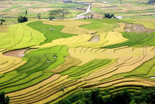 Mùa thu ươm vàng trên những thửa ruộng ở Tú Lệ, Yên Bái.