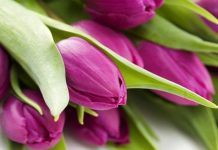 Đón mùa xuân vào nhà bằng cách tự tay trồng và chăm sóc hoa tulip