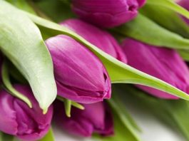 Đón mùa xuân vào nhà bằng cách tự tay trồng và chăm sóc hoa tulip