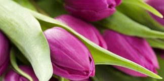 Đón mùa xuân vào nhà bằng cách tự tay trồng và chăm sóc hoa tulip