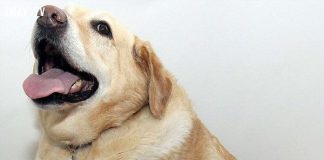 Chết cười với những sự thật hiển nhiên không phải ai cũng biết