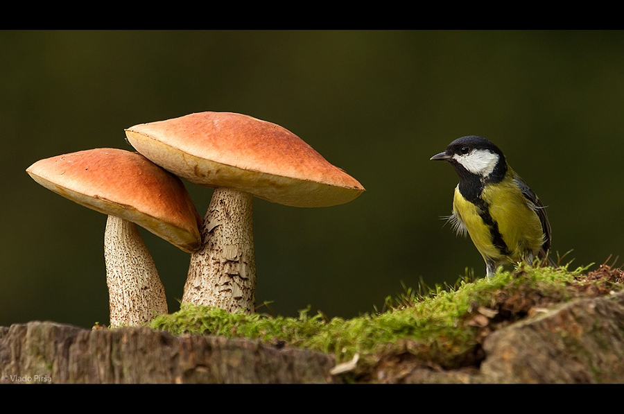 Camera.Tinhte_mushrooms and birds by Vlado Pirša.