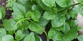 nguy hại từ rau mồng tơi