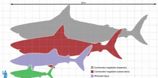 Siêu cá mập Megalodon - Sát thủ hung tợn nhất lịch sử Trái đất