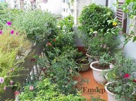 Ngắm ban công nhỏ rực rỡ sắc hoa nhà cô giáo trẻ