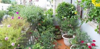 Ngắm ban công nhỏ rực rỡ sắc hoa nhà cô giáo trẻ