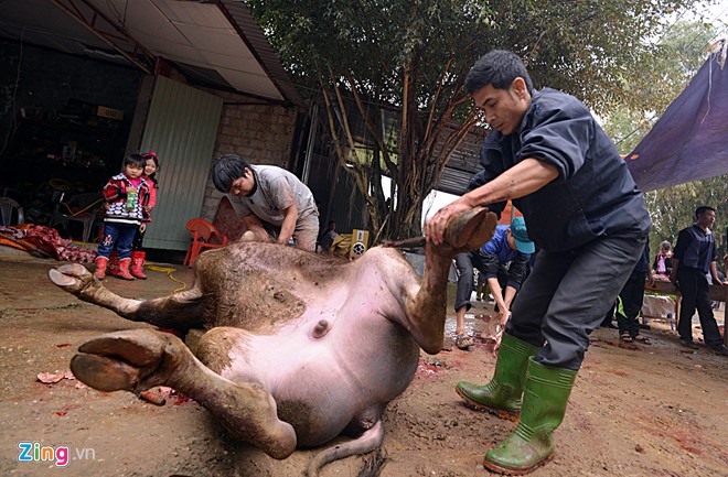 Chích điện, xẻ thịt châu trọi ở Vĩnh Phúc