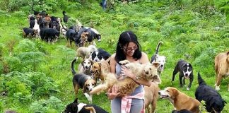 Vương quốc của loài chó – thánh địa mới trên thế giới