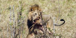 Kinh hãi sư tử đực xé xác con của bạn tình