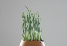 Trồng cây trong vỏ trứng chưa bao giờ đơn giản và thú vị đến thế! 1