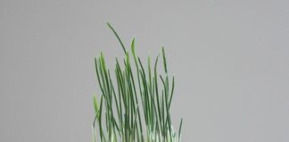 Trồng cây trong vỏ trứng chưa bao giờ đơn giản và thú vị đến thế! 1