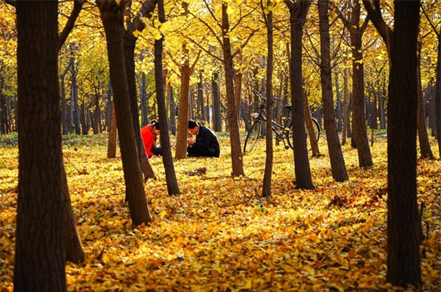 Rời xa trung tâm Bắc Kinh một chút, bạn có thể tới núi Baiwang hay Vạn Lý Trường Thành (khu Bát Đạt Lĩnh) để ngắm lá phong, cảm nhận dư vị tuyệt diệu của mùa thu trên mảnh đất này. Ảnh: Baike