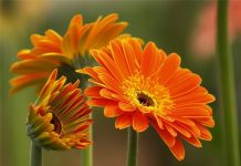 Cách chăm sóc các loài hoa chưng trong ngày Tết 