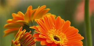 Cách chăm sóc các loài hoa chưng trong ngày Tết 