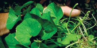 3 mẹo trị mụn thịt DỨT ĐIỂM siêu rẻ tại nhà