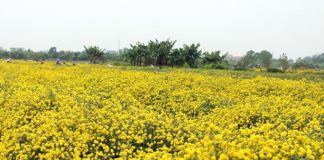 Hoa cúc “tiến vua” ở Hưng Yên rực vàng đón Tết