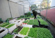 Muôn vàn cách trồng rau sáng tạo của người thành phố