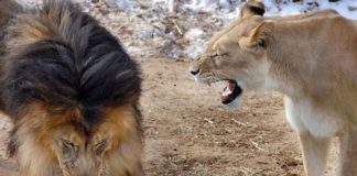 "Nữ quyền" bá vương trong thế giới động vật