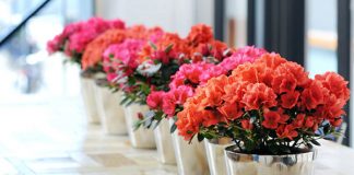 5 loại cây cảnh độc tuyệt đối không trồng trong nhà