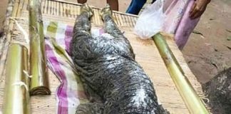 Phát hiện quái vật mình trâu đầu cá sấu gây xôn xao dư luận