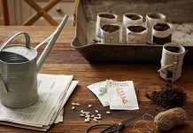 Ươm hạt giống đơn giản với giấy báo cũ 1