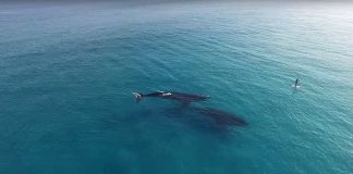 Thót tim cảnh hai con cá voi khổng lồ bám sát người lướt ván