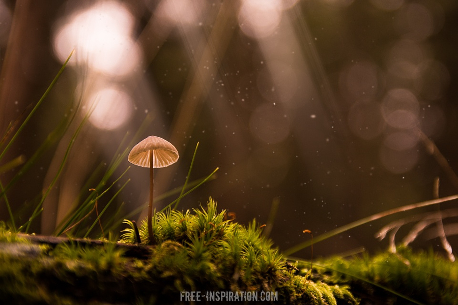 Camera.Tinhte_Mushroom Time by Sven Zickler.
