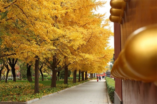 Sang cuối tháng 9, đầu tháng 10, mùa thu Bắc Kinh sẽ vàng nhất và quyến rũ nhất. Ảnh: Baike