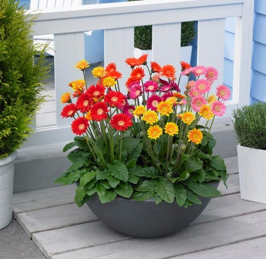 Thay đổi phong thủy trong nhà bằng cây và hoa