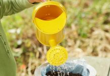 Trồng hoa hướng dương trong hộp sơn đầy thú vị Trồng hoa hướng dương trong hộp sơn đầy thú vị