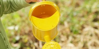 Trồng hoa hướng dương trong hộp sơn đầy thú vị 