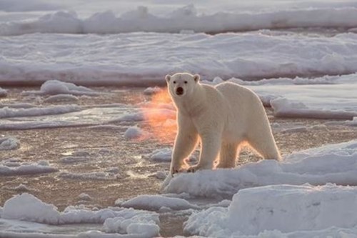 Trầm trồ trước hiện tượng “gấu phun lửa”, băng đá bốc cháy