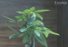 5 loại cây cảnh để bàn vừa có tác dụng phong thủy, vừa làm đẹp không gian nhà 5 loại cây cảnh để bàn vừa có tác dụng phong thủy, vừa làm đẹp không gian nhà