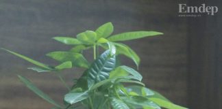 5 loại cây cảnh để bàn vừa có tác dụng phong thủy, vừa làm đẹp không gian nhà