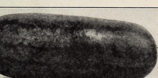 Bí ẩn về loại dưa hấu siêu ngọt gây chết người từ thế kỷ 19