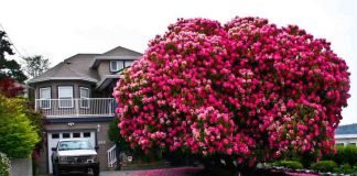 16 cây đẹp, thế giới, du lịch,