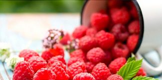 Trồng cây mâm xôi 1