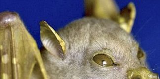 Loài dơi giống hệt người ngoài hành tinh gây xôn xao