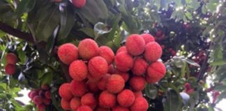 Học nghề sau tốt nghiệp phổ thông, cơ hội làm giàu không khó!