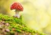 Camera.Tinhte_Fly Agaric in forest by Stefan Holm.