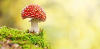Camera.Tinhte_Fly Agaric in forest by Stefan Holm.