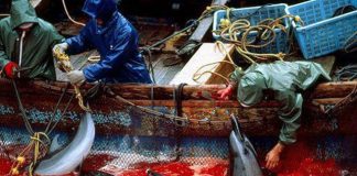 Rùng mình cảnh giết cá heo máu nhuộm đỏ cả vịnh