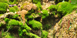 Mùa hè tới cao nguyên Mộc Châu đừng quên đến thác Dải Yếm