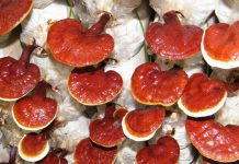 Chiết xuất Nấm Linh Chi – Sản phẩm tuyệt vời cho sức khỏe con người