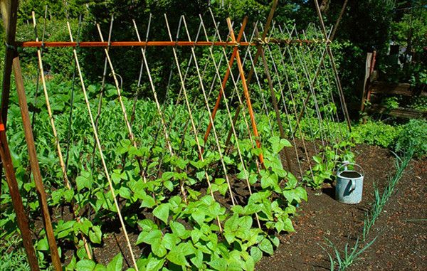 Cách trồng đậu rồng tại vườn nhà vừa sạch vừa ngon - 6