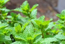 Cách trồng rau húng lủi tại nhà có rau thơm ăn cả năm