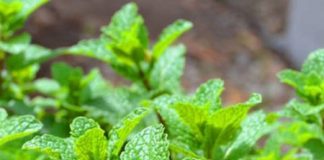 Cách trồng rau húng lủi tại nhà có rau thơm ăn cả năm