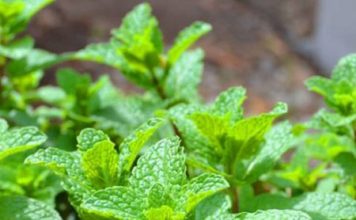 Cách trồng rau húng lủi tại nhà có rau thơm ăn cả năm