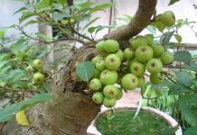 Hướng dẫn những bài thuốc, món ăn chữa bệnh với quả sung - 1